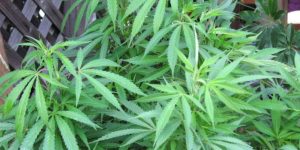 Brother of Maine’s Democrat Gov. Linked to Chinese Pot-Farm Operation