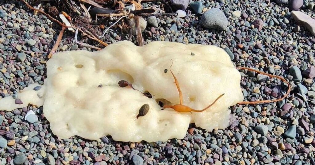 Freaky, ‘Surprisingly Combustible’ White Blobs Washing up on Coast
