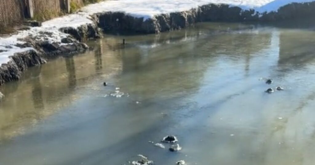 Watch: Strange Sight Dots Ponds as Big Freeze Hits Alligator Country