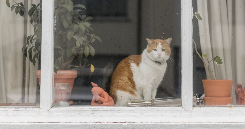 US Cities Rolling Out Pet Limits, Any Extra Animals May Be Seized